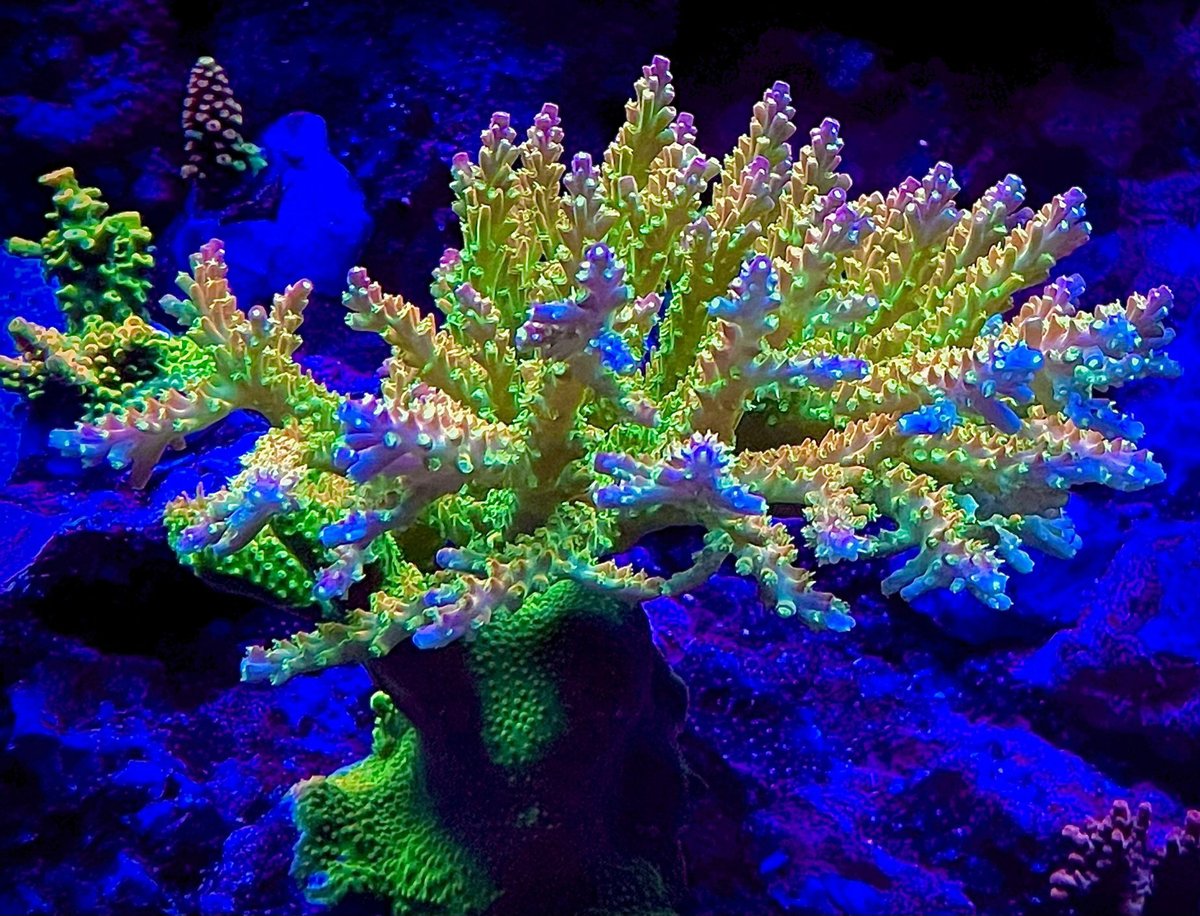 Focus espèce : l'Acropora, roi incontesté des coraux SPS
