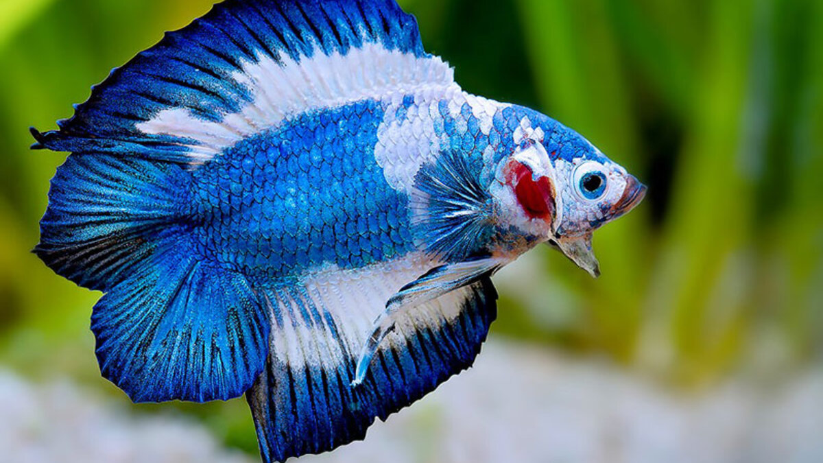 Focus espèce : le Betta splendens, le combattant aux mille couleurs